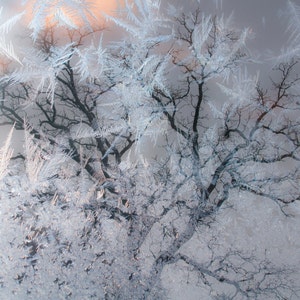 May include: A close-up of a tree branch covered in frost, with a soft, hazy background. The frost creates a delicate, intricate pattern on the branches, resembling a winter wonderland.