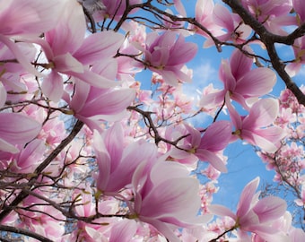 magnolia,flowers,pink