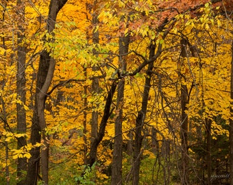 Golden leaves of Fall, fine art photograph, wall decor, rustic, nature, photography