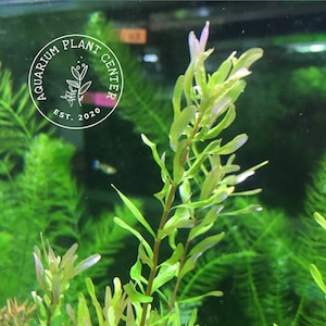 Rotala macrandra &#39;Bangladesh&#39;, Live Aquarium/Aquatic/Background/Red Plant,Planted Tank,Aquascape