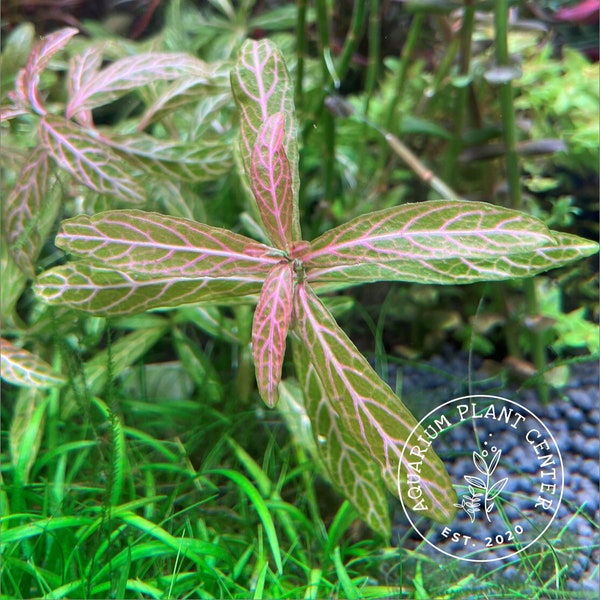 Hygrophila polysperma 'Sunset', Live Aquarium/Aquatic/Background/Red Plant,Planted Tank,Aquascape