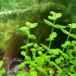 Lindernia rotundifolia, Live Aquarium/Aquatic/Nano Tank/Midgound/Foreground/Stem Plant, Planted Tank, Aquascaping