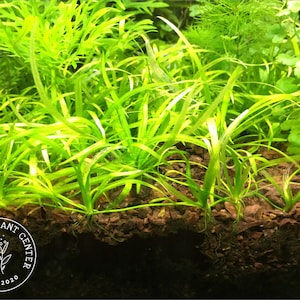 Helanthium tenellum ‘broad leaf’ or &#39;parvulum&#39;/Echinodorus tenellus/Chain sword, Live Aquarium/Aquatic/Foreground Plant