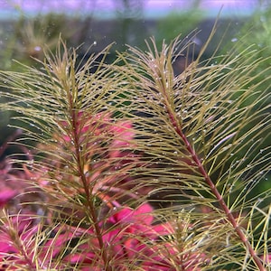 May include: Close-up of aquatic plants in an aquarium. The plants have thin, needle-like leaves in shades of green and yellow, with reddish-brown stems. The background features other aquatic plants in shades of red and green. The image includes the text "AQUARIUM PLANT CENTER EST. 2020".