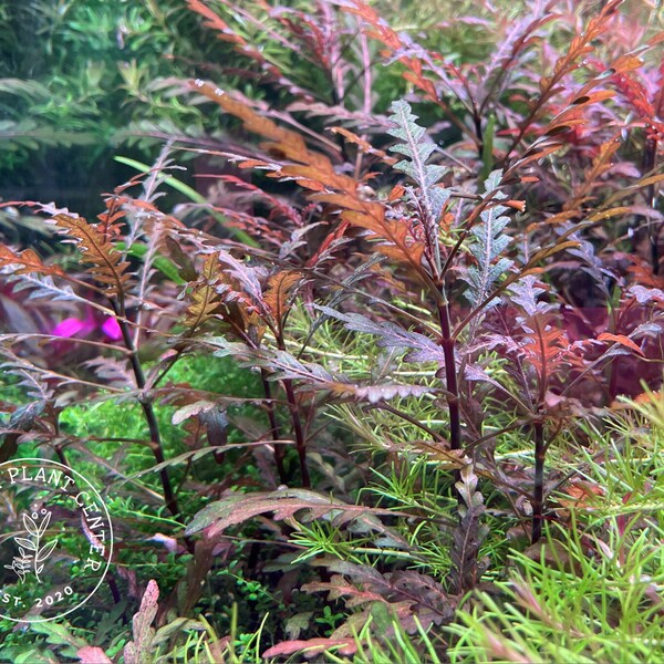 Hygrophila pinnatifida, Live Aquarium / Aquatic Plant