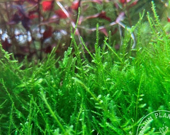 Flame Moss, Taxiphyllum 'Flame’, Live Aquarium/Aquatic/Freshwater Plant, Planted Tank, Aquascape