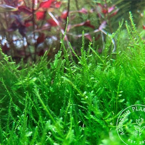 Flame Moss, Taxiphyllum 'Flame’, Live Aquarium/Aquatic/Freshwater Plant, Planted Tank, Aquascape