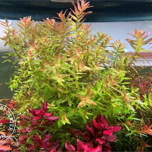 Rotala Macarandra &#39;Green&#39;, Live Aquarium/Aquatic/Background/Mid-ground/Stem Plant,Planted Tank,Aquascape