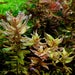 see more listings in the Stem Plant section