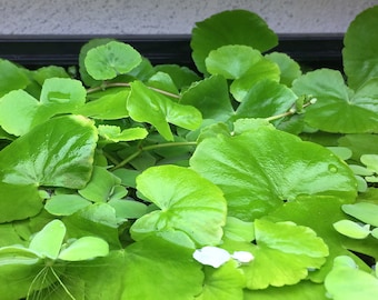 Brazilian Pennywort, Brazilian Water Ivy, Hydrocotyle leucocephala Live Aquarium/Aquatic/Background/Stem/Floating Plant,Planted Tank