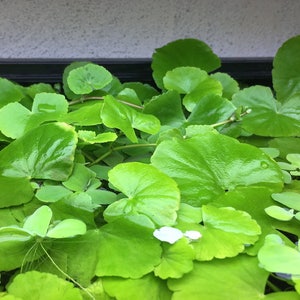 Brazilian Pennywort, Brazilian Water Ivy, Hydrocotyle leucocephala Live Aquarium/Aquatic/Background/Stem/Floating Plant,Planted Tank