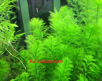 Western Milfoil, Myriophyllum hippuroides, Live Aquarium/Aquatic/Background/Red Plant,Planted Tank,Aquascape