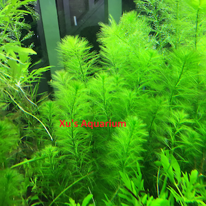 Western Milfoil, Myriophyllum hippuroides, Live Aquarium/Aquatic/Background/Red Plant,Planted Tank,Aquascape