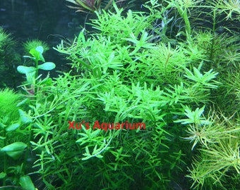 Rotala sp. Green, Live Aquarium/Aquatic/Background/Red Plant,Planted Tank,Aquascaping