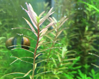 Rotala rotundifolia, Live Aquarium/Aquatic/Pond/Freshwater/Background/Red/Stem Plant, Planted Tank, Aquascaping