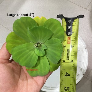 Water Lettuce, Pistia stratiotes, Live Aquarium/Aquatic/Floating/Pond Plant