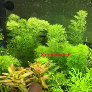 Limnophila indica, Live Aquarium/Aquatic/Background/Red Plant,Planted Tank,Aquascape image 1