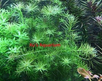 Rotala sp. Nanjenshan, Live Aquarium/Aquatic/Background/Red Plant,Planted Tank,Aquascaping