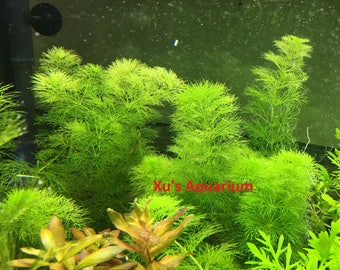 Limnophila indica, Live Aquarium/Aquatic/Background/Red Plant,Planted Tank,Aquascape