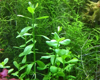 Moneywort, Bacopa monnieri, Live Aquarium/AquaticFreshwater/Midground to Background/Stem Plant, Planted Tank, Aquascaping