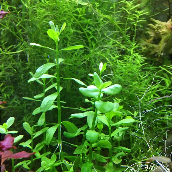 Moneywort, Bacopa monnieri, Live Aquarium/AquaticFreshwater/Midground to Background/Stem Plant, Planted Tank, Aquascaping