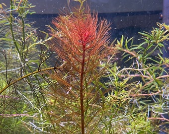 Red Watermilfoil, Myriophyllum tuberculatum, Live Aquarium/Aquatic/Background/Red Plant,Planted Tank,Aquascape