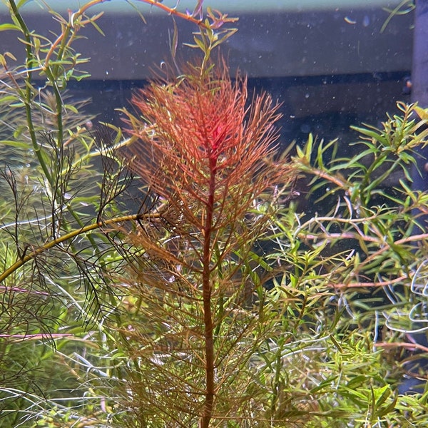 Red Watermilfoil, Myriophyllum tuberculatum, Live Aquarium/Aquatic/Background/Red Plant,Planted Tank,Aquascape