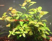 items similar to ludwigia