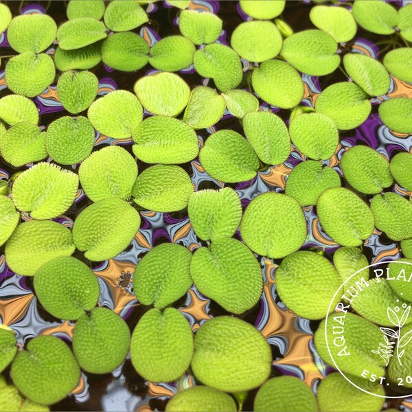 Sale! Water Spangles, Salvinia minima, Live Aquarium/Aquatic/Floating/Pond Plant