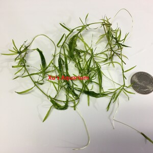 Guppy Grass, Najas guadalupensis, Live Aquarium/Aquatic/Shrimp/Low Tech,Planted Tank,Aquascape image 3