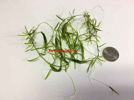 Guppy Grass, Najas Guadalupensis, Live Aquarium/aquatic/shrimp/low  Tech,planted Tank,aquascape 