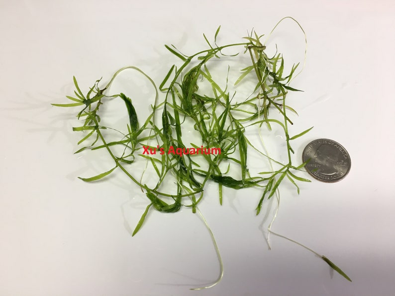 Guppy Grass, Najas guadalupensis, Live Aquarium/Aquatic/Shrimp/Low Tech,Planted Tank,Aquascape image 3