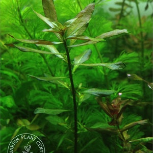 Ludwigia repens, Live Aquarium/Aquatic/Background/Red/Stem Plant,Planted Tank,Aquascape imagem 5