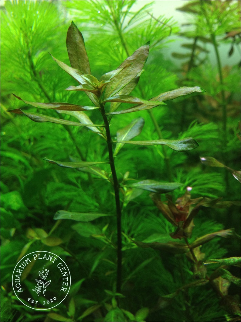 Ludwigia repens, Live Aquarium/Aquatic/Background/Red/Stem Plant,Planted Tank,Aquascape imagem 5