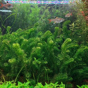 Narrow Leaf Anacharis, Egeria najas, Live Aquarium/Aquatic/Background/Plant,Planted Tank,Aquascape