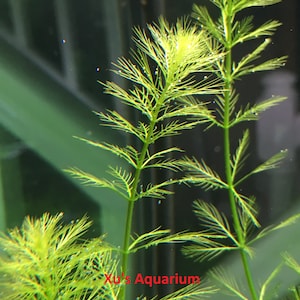 Western Milfoil, Myriophyllum hippuroides, Live Aquarium/Aquatic/Background/Red Plant,Planted Tank,Aquascape image 2