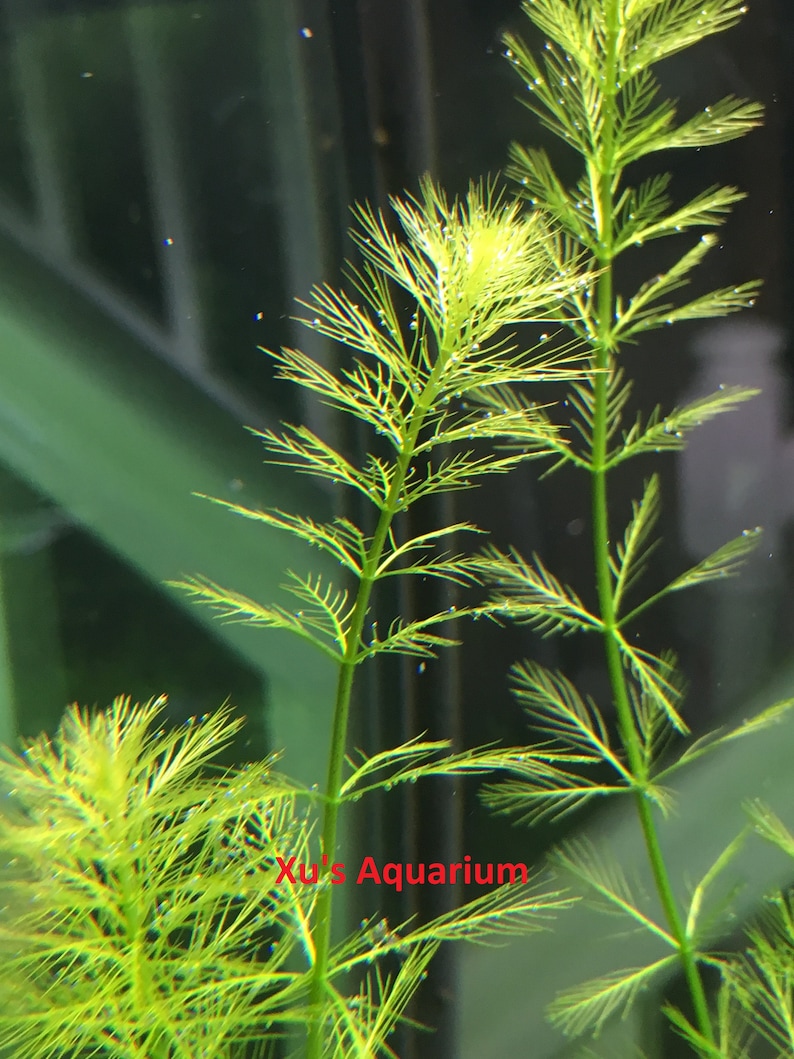 Western Milfoil, Myriophyllum hippuroides, Live Aquarium/Aquatic/Background/Red Plant,Planted Tank,Aquascape image 2