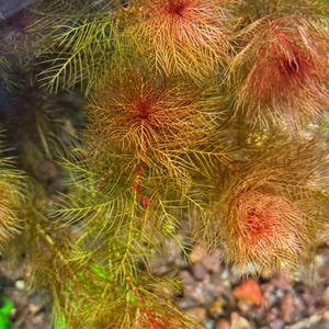 Red Watermilfoil, Myriophyllum tuberculatum, Live Aquarium/Aquatic/Background/Red Plant,Planted Tank,Aquascape