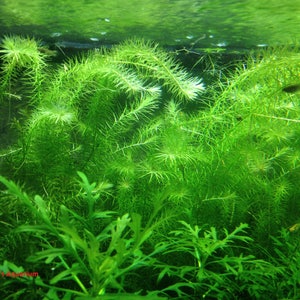 Stream Bogmoss, Mayaca fluviatilis, Live Aquarium/Aquatic/Background/Red Plant,Planted Tank,Aquascap image 1