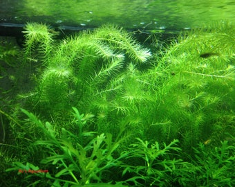 Stream Bogmoss, Mayaca fluviatilis, Live Aquarium/Aquatic/Background/Red Plant,Planted Tank,Aquascap