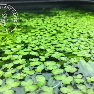 Giant Duckweed, Spirodela polyrhiza, Live Aquarium/Aquatic/Floating/Pond Plant image 2