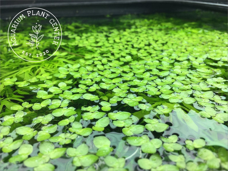 Giant Duckweed, Spirodela polyrhiza, Live Aquarium/Aquatic/Floating/Pond Plant image 2