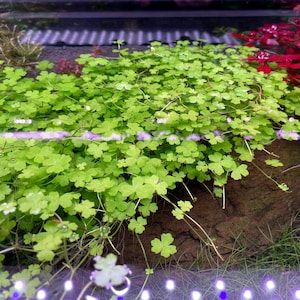 Hydrocotyle tripartita &#39;mini&#39; / Live Aquarium/Aquatic/Territorial/Foreground/Midground/Stem Plant,Planted Tank