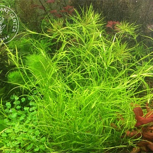 Lesser Creeping Rush, Juncus repens, Live Aquarium/Aquatic/Background/Midground Plant,Planted Tank,Aquascape