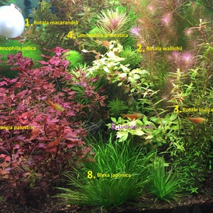 Tank One, Various Live Aquarium/Aquatic/Background/Midground/Foreground Plant,Planted Tank,Aquascape