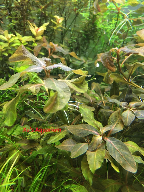 Guppy Grass, Najas Guadalupensis, Live Aquarium/aquatic/shrimp/low  Tech,planted Tank,aquascape 