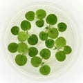 Amazon frogbit, Limnobium laevigatum, Live Aquarium/Aquatic/Floating/Pond Plant product logo