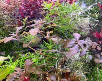 Hygrophila sp. Brown / Hygrophila "Thai", Live Aquarium/Aquatic/Background/Red Plant,Planted Tank,Aquascape