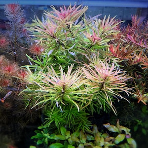 Limnophila hippuridoides, Live Aquarium/Aquatic/Background/Red Plant,Planted Tank,Aquascape