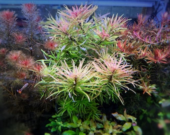 Limnophila hippuridoides, Live Aquarium/Aquatic/Background/Red Plant,Planted Tank,Aquascape